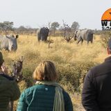 Wayei Safaris