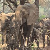 Panshila Safaris