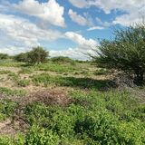 Safari oasis bnb