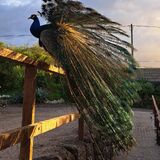 Agrocamping Invernaderito