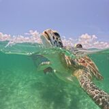 Akumal Mayan VIP Tours