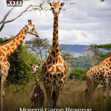 Moremi Safari Experience