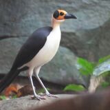 Adventure Birding Tours