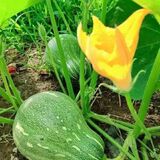 Gaurishanker organic home stay