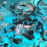Mnemba Island Snorkeling Trip