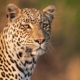 KIFARU OVERLAND SAFARIS
