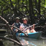 Mangrove Kayak Tour With Lunch