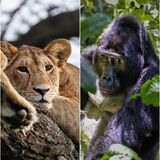 Wild Uganda
