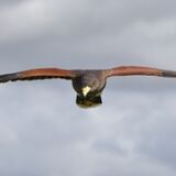 Hawkins Falconry