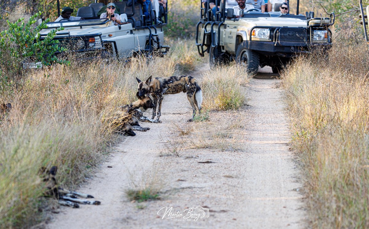 Laughing Hyena Safaris