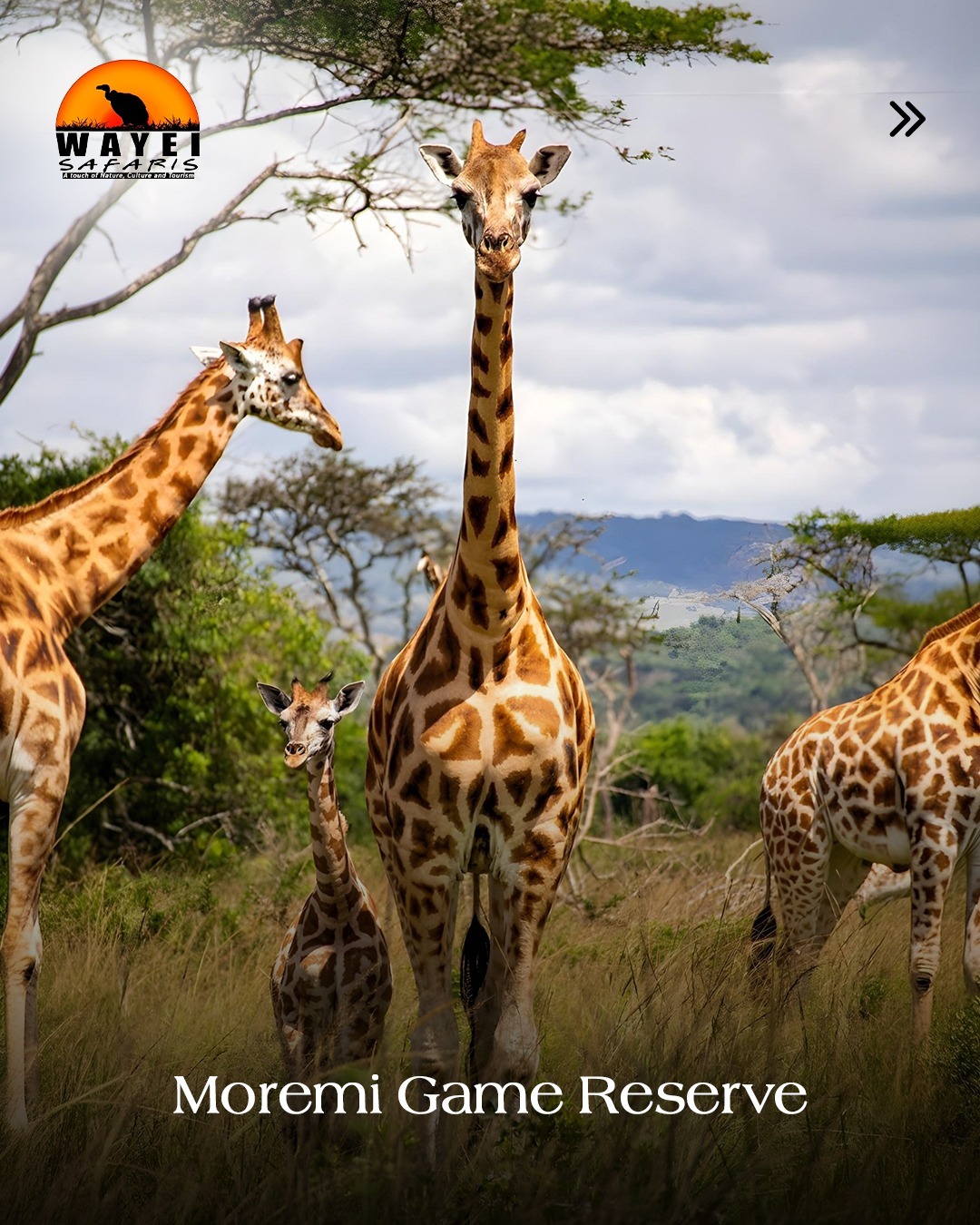 Moremi Safari Experience