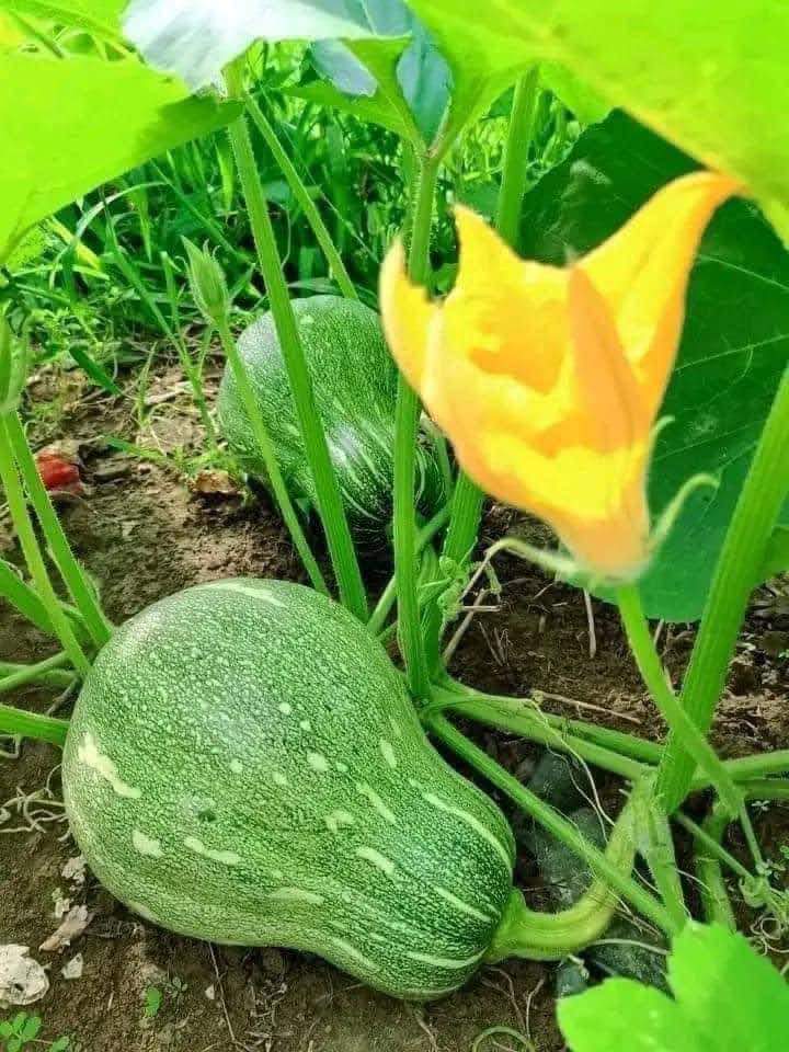 Gaurishanker organic home stay