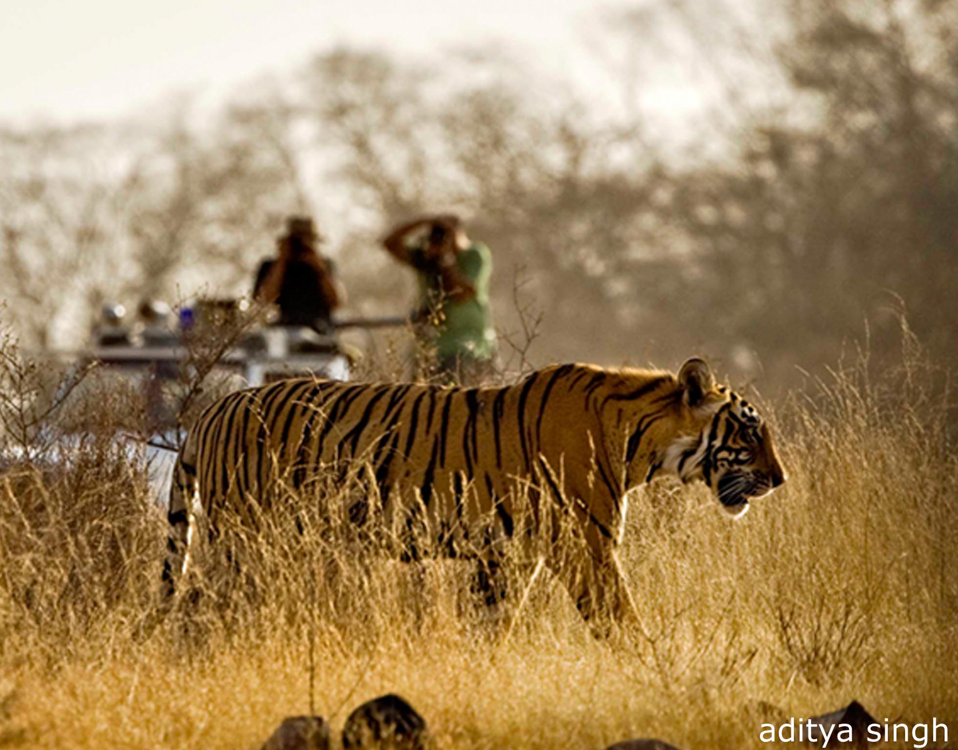 India Tiger Safari