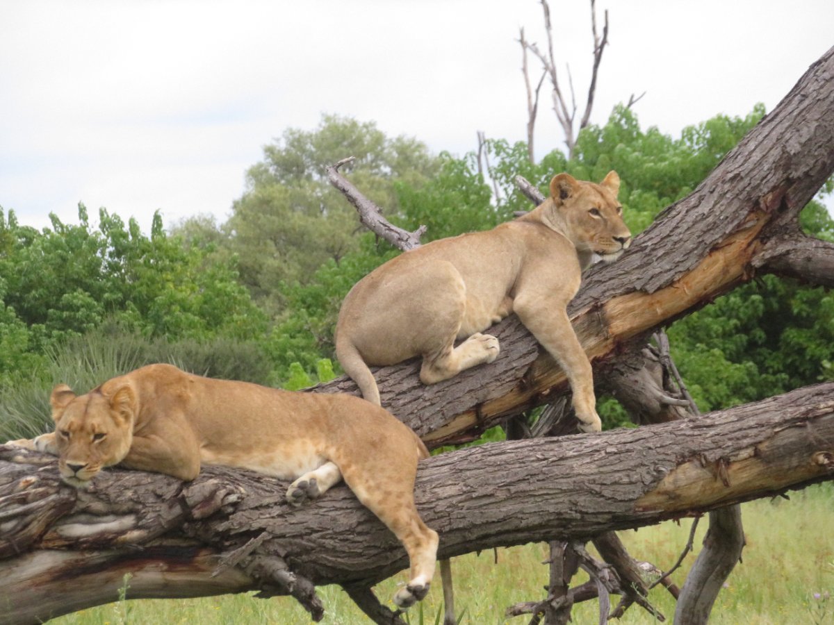 Small Group Day Safari