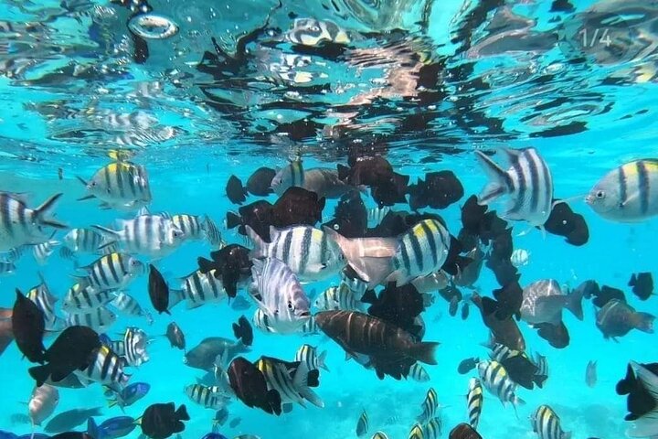 Mnemba Island Snorkeling Trip