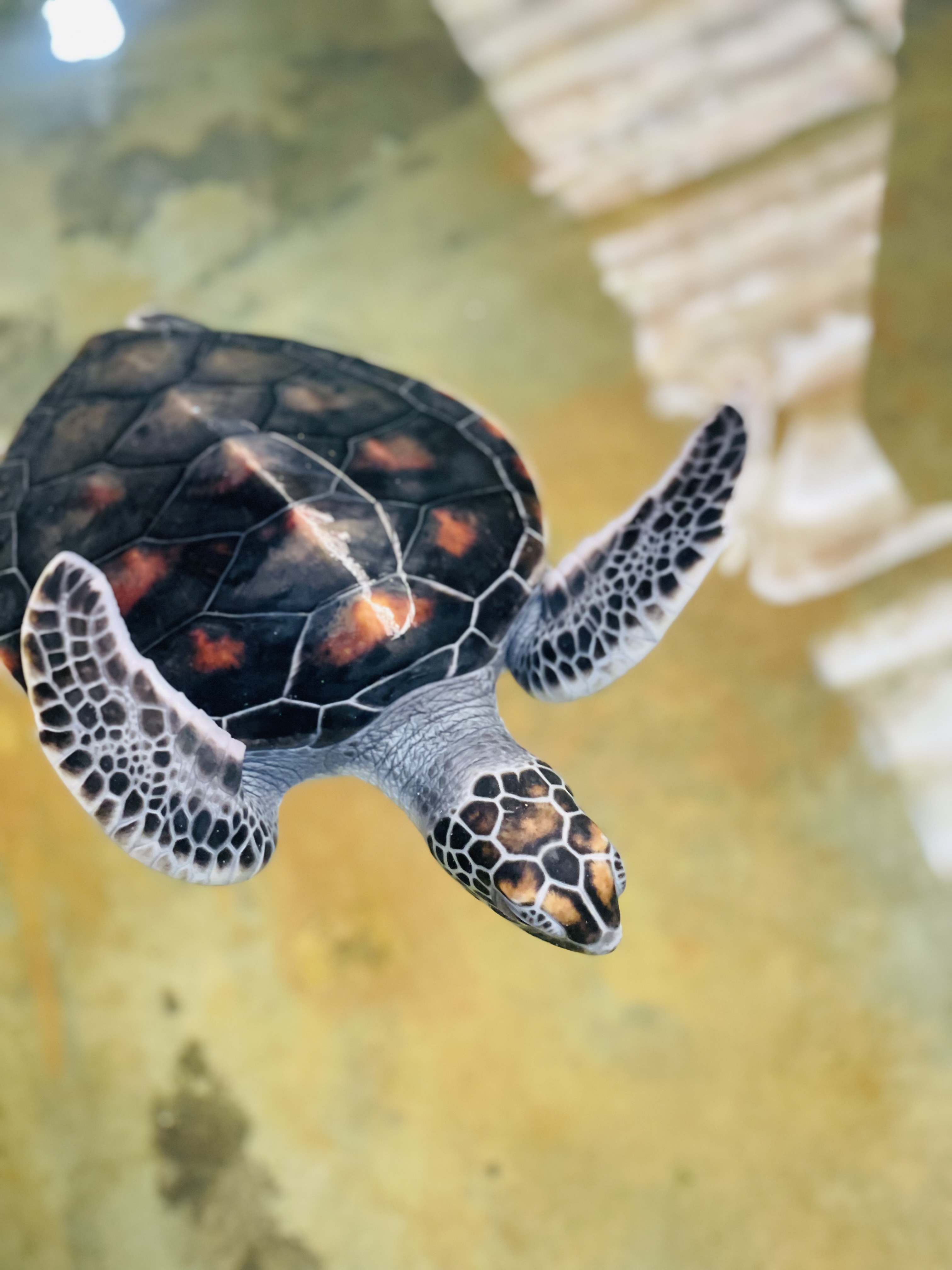 Galle Day Tour With Turtle Hatchery & River Boat Safari