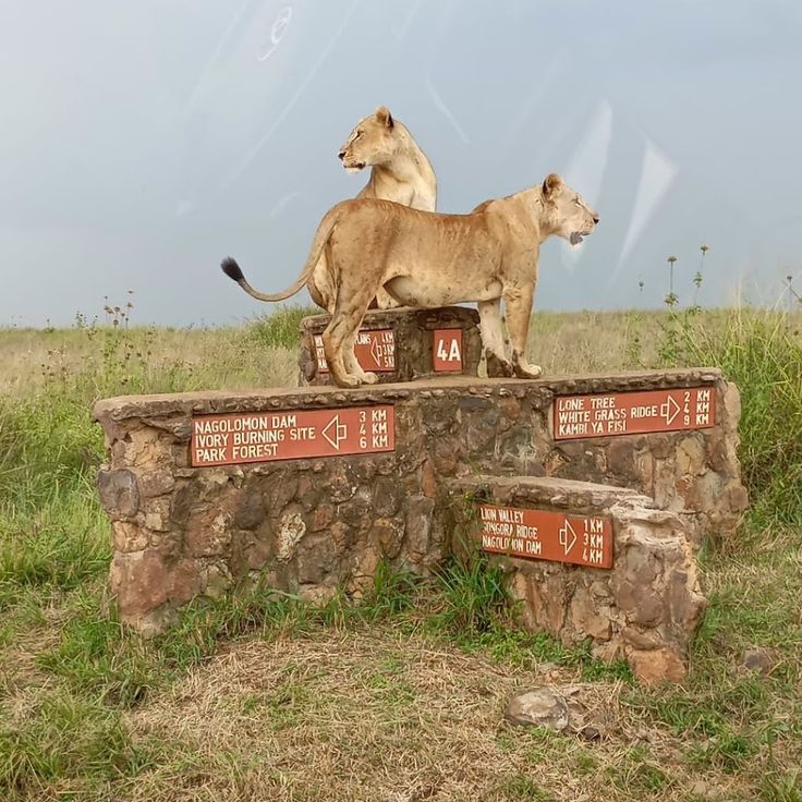 Wildlife di Nairobi: Tour del Parco Nazionale di Nairobi e Centro delle Giraffe