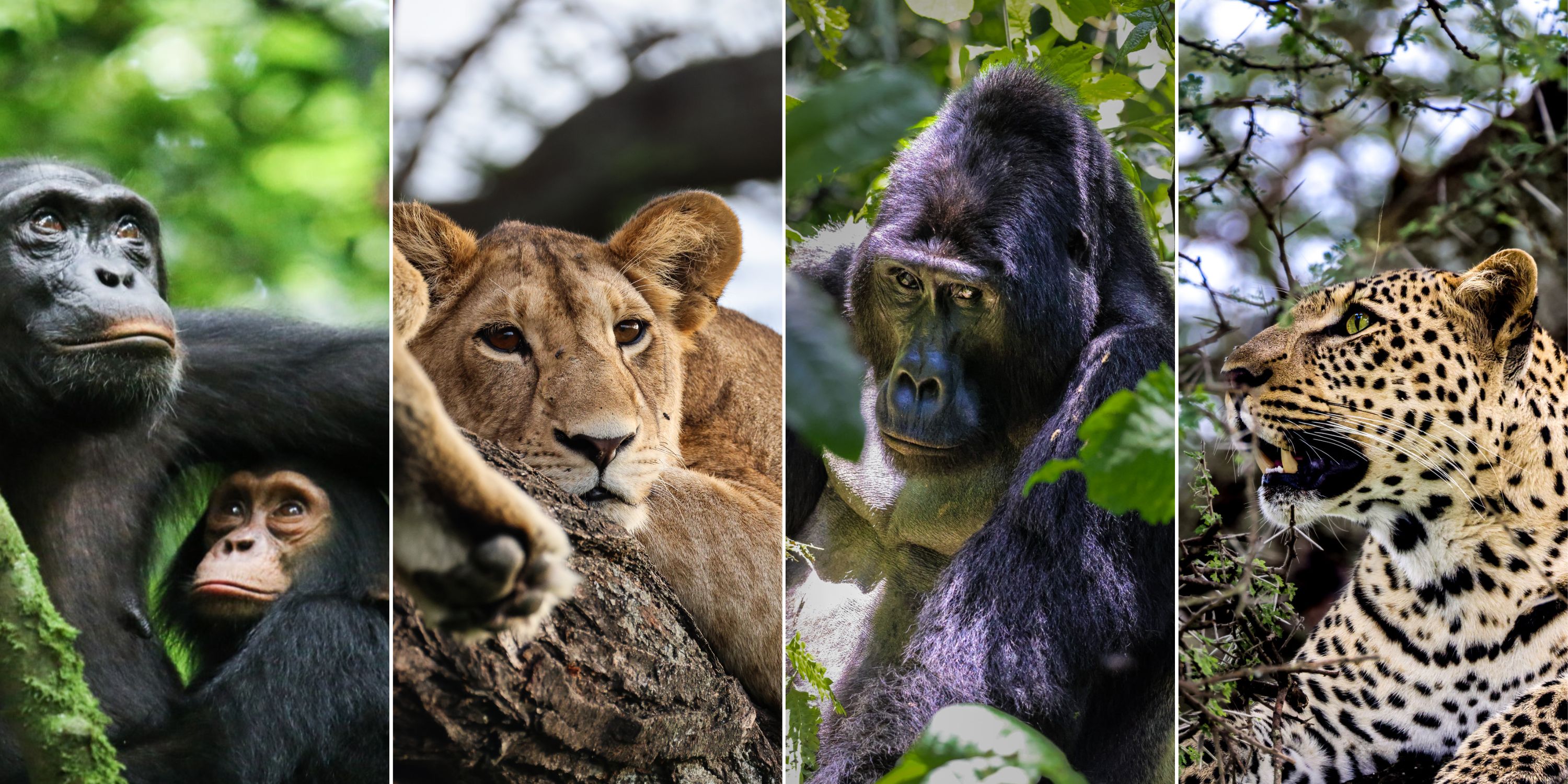Wild Uganda
