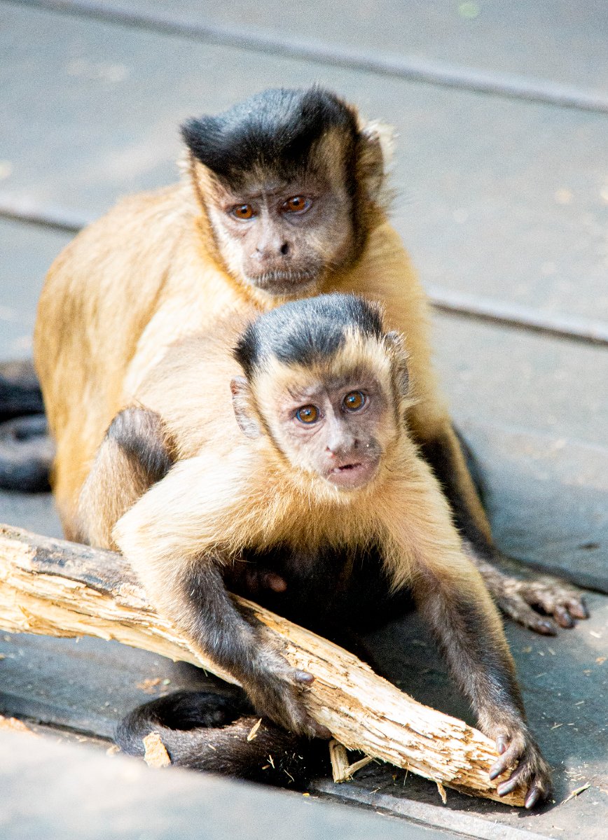 The Monkey Sanctuary