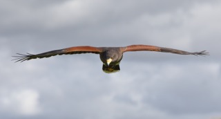 Hawkins Falconry